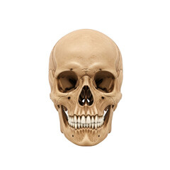 Realistic human skull front view anatomical detail with clear definition and sharp focus transparent background