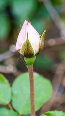 Close-up of a delicate pink rose bud
