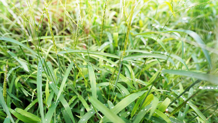 Natural Rice Cutgrass (Leersia oryzoides) in Wetland Habitat