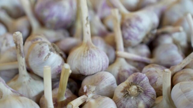 Close-up of a large pile of freshly harvested garlic bulbs with long stems, ready for sale