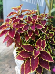 Richly Colored Coleus Foliage