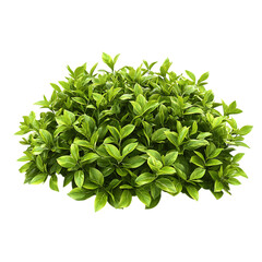 Obraz premium green flower bush on png