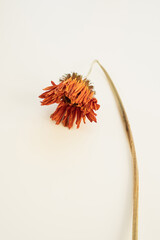 Single orange flower head with graceful curved stem
