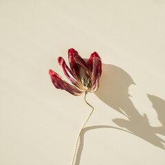 Red tulip flower curved stem shadow beige background botanical art minimalist floral design