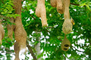 Bird Building Nest in Tree with Green Foliage Background