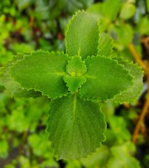 Húng Chanh Leaf with Velvety Texture