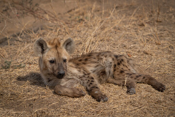A young Spotted Hyena cub lying in the dry grass with its head up and looking, Kruger National Park. 