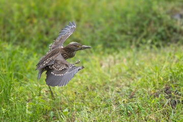 Juvenile Heron in Flight
