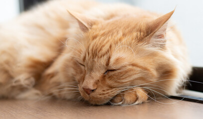 窓辺で眠る猫　茶トラ猫