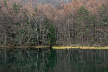 紅葉するカラマツの森と美しい池	