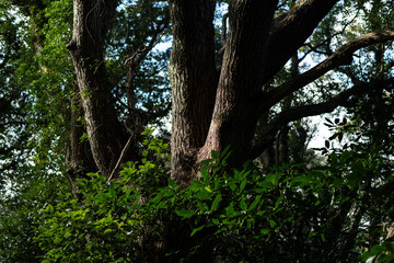 生命力あふれる美しい樹木	