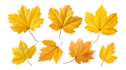 Yellow maple leaves isolated on transparent background with autumn colors and veins