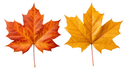 Fototapeta premium Autumn isolated maple leaves on transparent background with vibrant orange and yellow colors