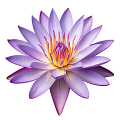 Beautiful delicate purple water lily flower with vibrant yellow center isolated on transparent background