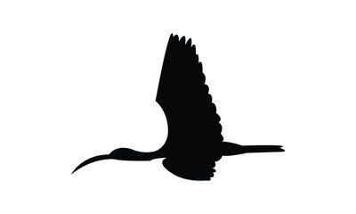 Flying American white ibis bird Silhouette Design  And Vector Illustration. 