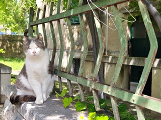 Relaxing cat sitting on a concrete ledge near a green metal fence in sunlight