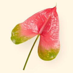 Pink laceleaf flower, aesthetic botanical image