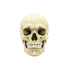 Obraz premium Human skull front view close-up realistic anatomical detail with teeth and eye sockets transparent background