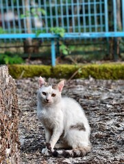 White cat sitting outdoors near a tree stump and blue fence in natural light