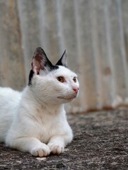 White cat with black ears resting on a stone surface looking right