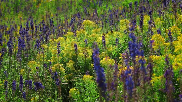 Bee Larkspur Flowering Plants With Flying Butterflies. Slow Motion Shot