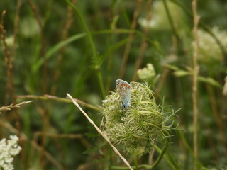 Common Blue Butterfly Polyommatus icarus