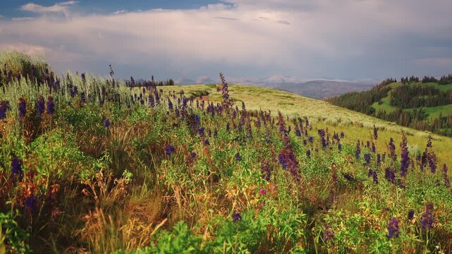 Mountain Herbaceous Perennial Flowering Plants In Springtime. Slow Motion Shot