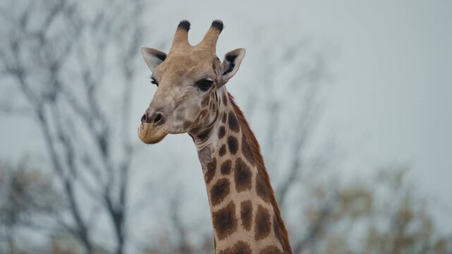 Minimal close up of a giraffe in Gonarezhou National Park, Zimbabwe, Africa