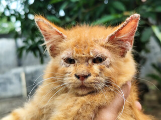 A cute long-haired orange cat with sore skin and swollen ears, suffering from scabies or Notoedres....