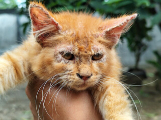 A cute long-haired orange cat with sore skin and swollen ears, suffering from scabies or Notoedres....