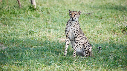 Female cheetah relaxing in the bush
