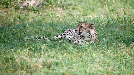 Female cheetah relaxing in the bush