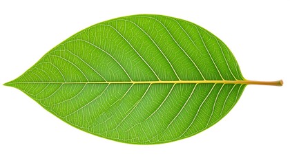 Obraz premium Close-up of a vibrant green leaf