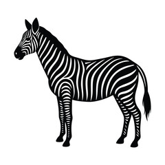zebra isolated on white background