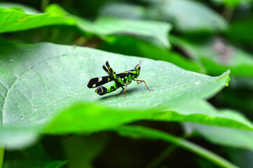A green grasshopper is sitting on a leaf.