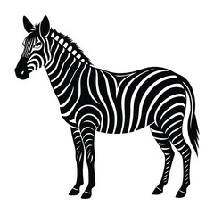 zebra isolated on white background