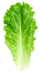 Fresh lettuce leaf close-up (1)