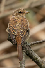 Juvenile Red-backed Shrike sitting on a tree branch. Red-backed shrike