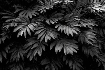Close-up grayscale foliage, many large leaves