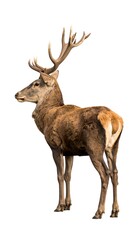 Fototapeta premium Red deer profile