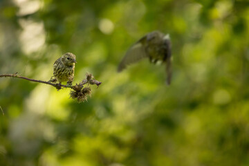 Close up of Eurasian siskin (Spinus spinus) on a flower