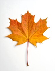 Obraz premium Autumn maple leaf on white