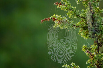 A blured background spider web