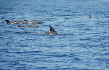 Fototapeta premium Group of common bottlenose dolphins with clearly visible dorsal fins, spotted during a dolphin watching tour on the island of Pico in the Azores.