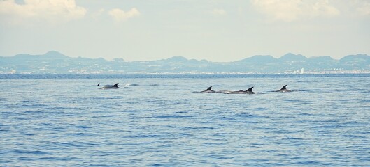 Group of common bottlenose dolphins with clearly visible dorsal fins, spotted during a dolphin watching tour on the island of Pico in the Azores.