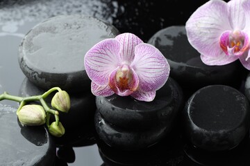 Beautiful orchid flowers with water drops, buds and spa stones on dark surface, closeup