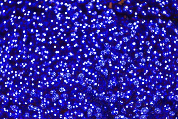 Close-up of a dense cluster of small, blue LED lights