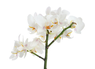 Obraz premium Branch with beautiful orchid flowers isolated on white