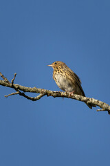Tree Pipit on branch of tree