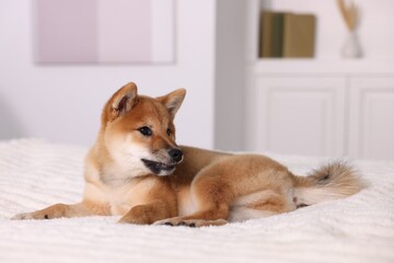 Cute Shiba Inu puppy lying on bed at home